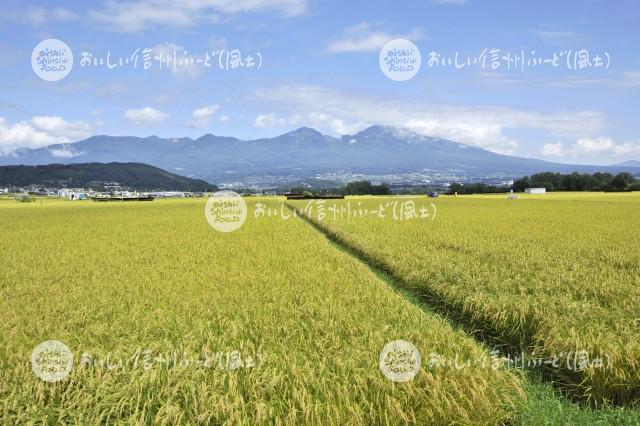 佐久市・五郎兵衛米の田園風景（稲刈り前）と浅間山