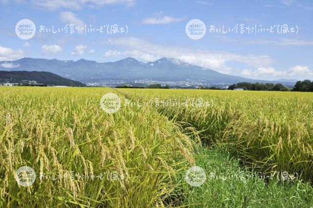 佐久市・五郎兵衛米の田園風景（稲刈り前）と浅間山