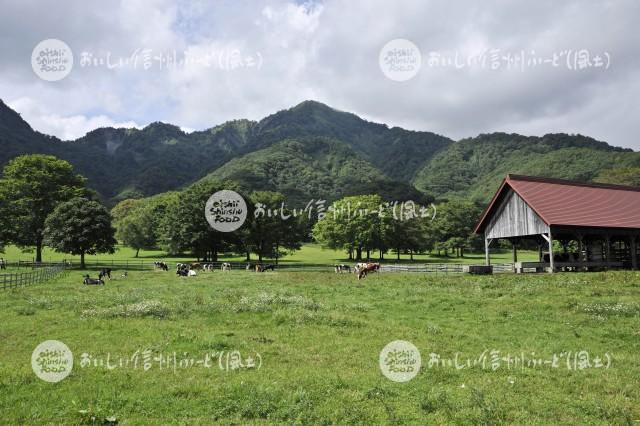 戸隠牧場の放牧風景