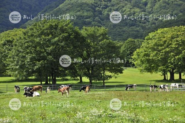 戸隠牧場の放牧風景