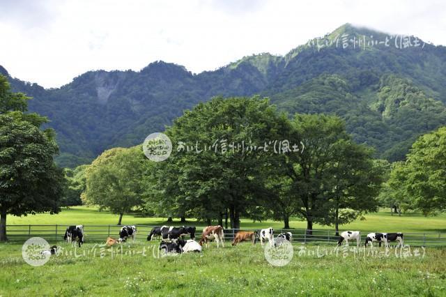 戸隠牧場の放牧風景