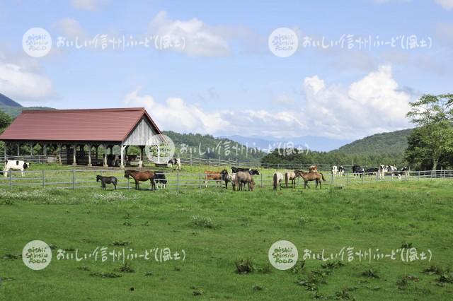 戸隠牧場の放牧風景