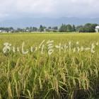 安曇野市・拾ヶ堰公園付近の田園風景（稲刈り前）