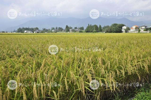 安曇野市・拾ヶ堰公園付近の田園風景（稲刈り前）