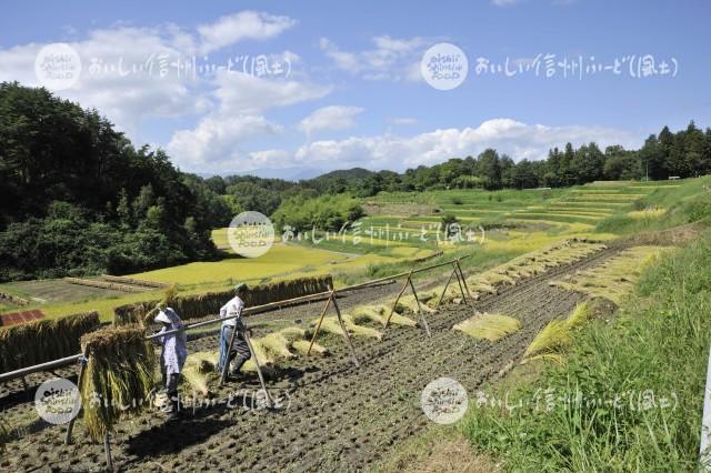 よこねの田んぼ（稲刈り）