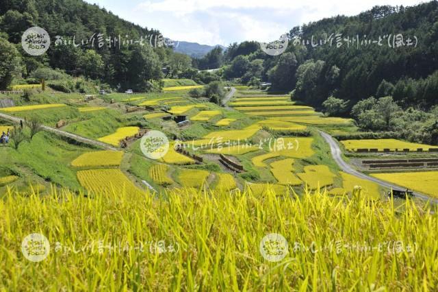 よこねの田んぼ（稲穂）