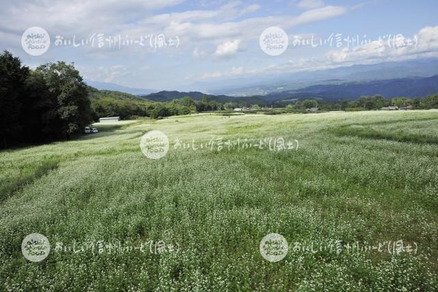 下條村のそばの花