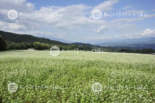 下條村のそばの花