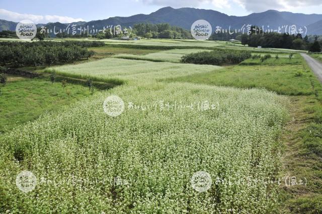 下條村のそばの花