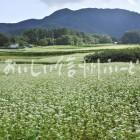 下條村のそばの花