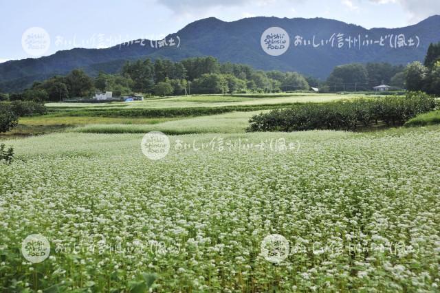 下條村のそばの花