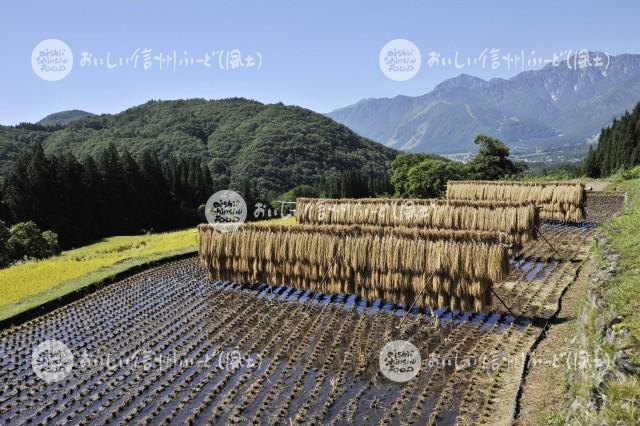 青鬼集落の棚田と北アルプス