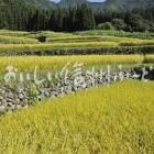 飯山市福島の棚田（稲穂）