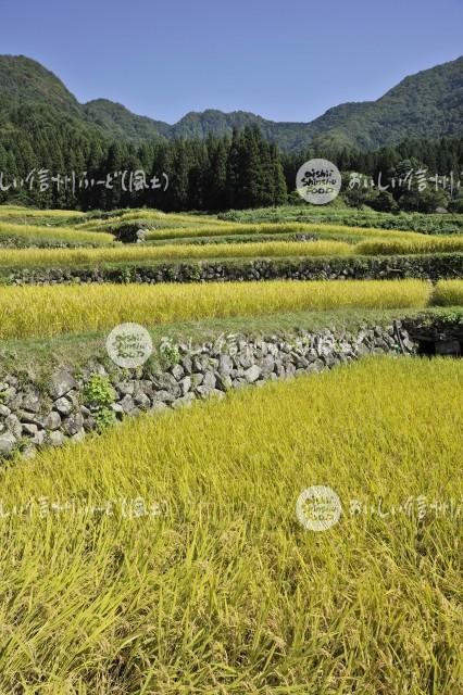 飯山市福島の棚田（稲穂）