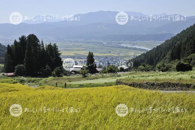 飯山市福島の棚田（稲穂）