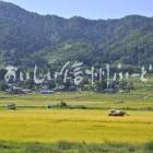 飯山市豊田他の田園風景（稲刈り）