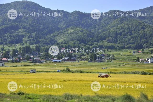 飯山市豊田他の田園風景（稲刈り）