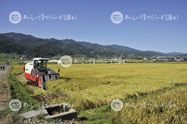 飯山市豊田他の田園風景（稲刈り）