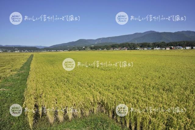 飯山市豊田他の田園風景（稲刈り前）