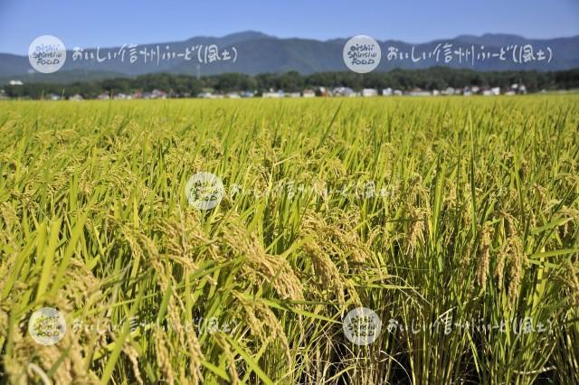 飯山市豊田他の田園風景（稲刈り前）