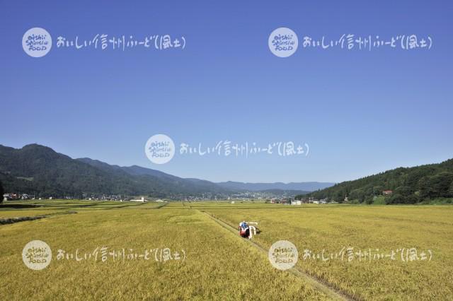 飯山市豊田他の田園風景（稲刈り）