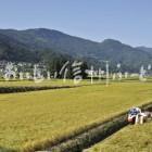 飯山市豊田他の田園風景（稲刈り）