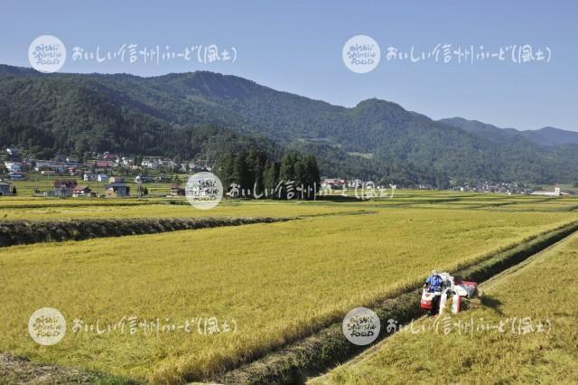 飯山市豊田他の田園風景（稲刈り）