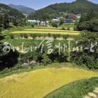 中野市豊田地区の田園風景（稲刈り前）