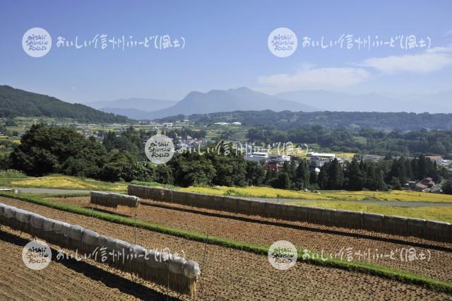 中野市豊田地区の田園風景（稲刈り後）