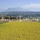 中野市豊田地区の田園風景（稲刈り前）