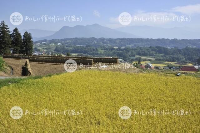 中野市豊田地区の田園風景（稲刈り前）