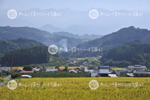 中野市豊田地区の田園風景（稲刈り前）