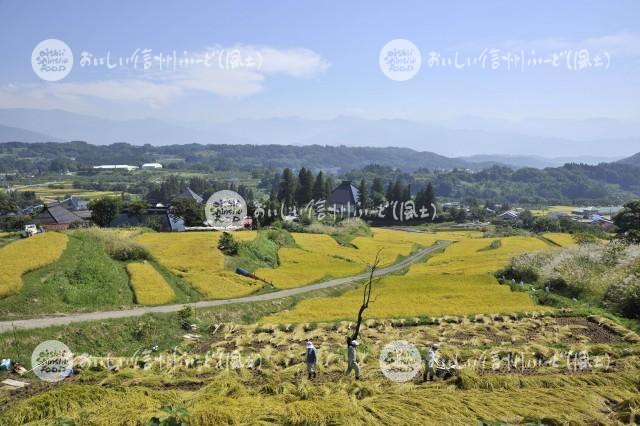 中野市豊田地区の田園風景（稲刈り）