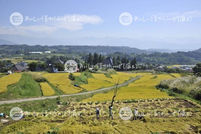 中野市豊田地区の田園風景（稲刈り）