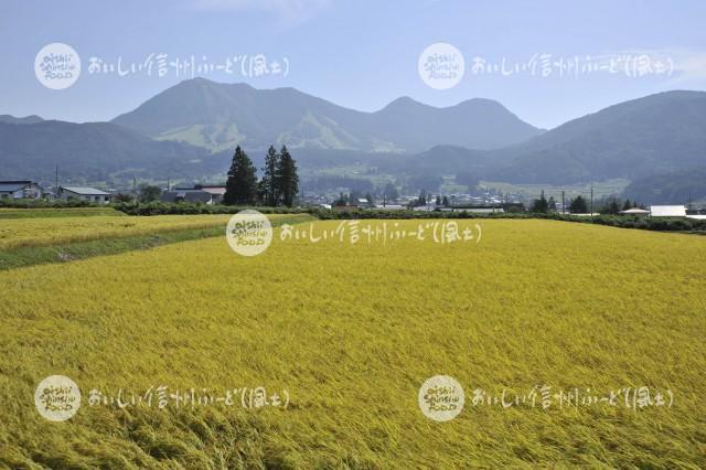 木島平大塚沖の田園風景（稲刈り前）