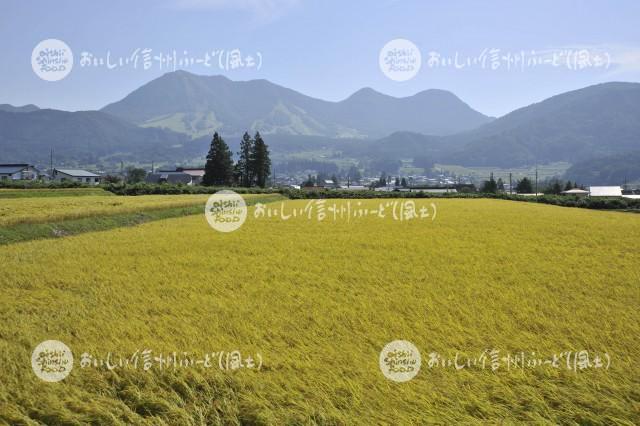 木島平大塚沖の田園風景（稲刈り前）