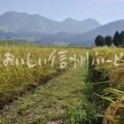 木島平村大塚沖の田園風景（稲刈り前）