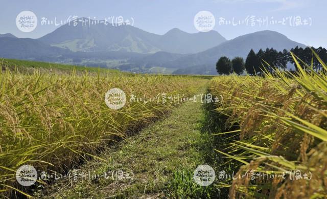 木島平村大塚沖の田園風景（稲刈り前）