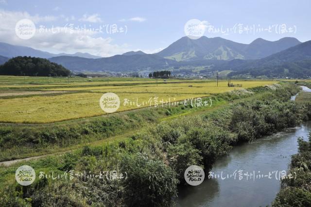 木島平村大塚沖の田園風景（稲刈り前）