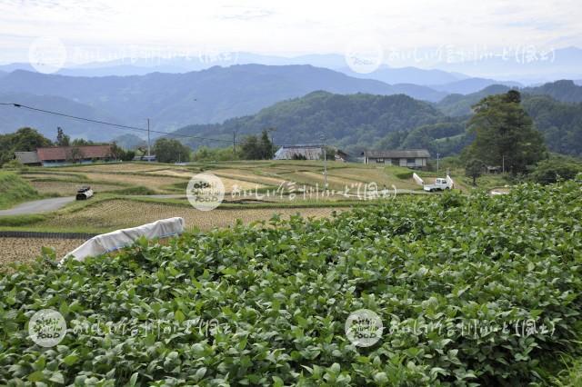 西山地区七二会の大豆畑（圃場）