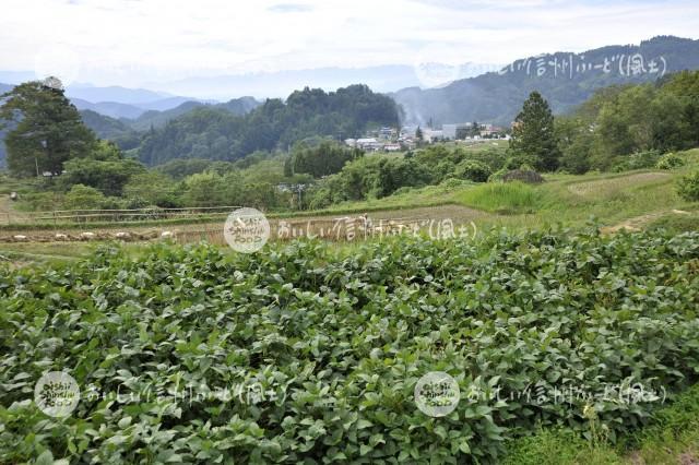 西山地区七二会の大豆畑（圃場）