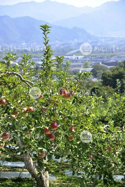 豊野町豊野りんご畑