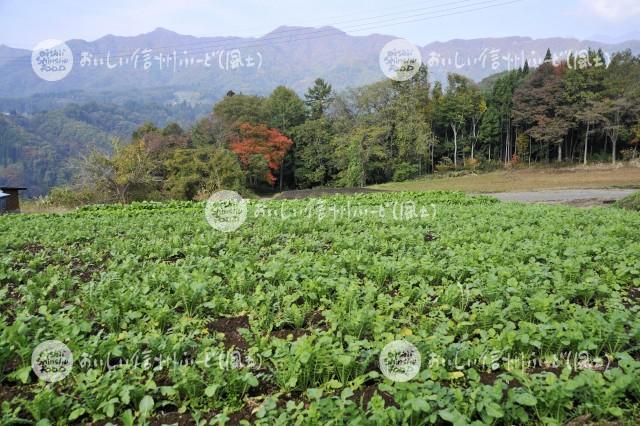 戸隠大根（圃場）