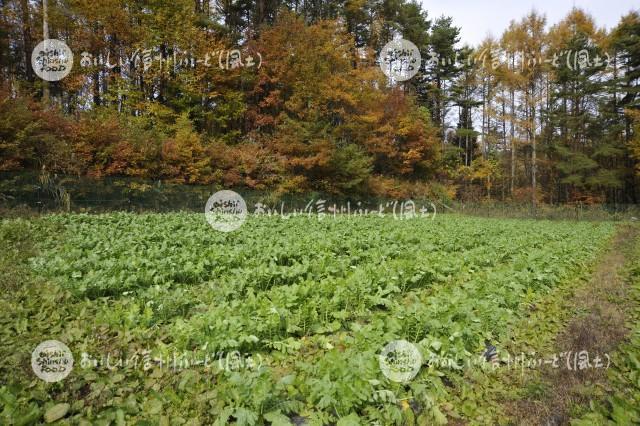 上野大根（圃場）