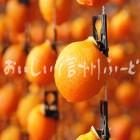 干柿【市田柿】（単体）