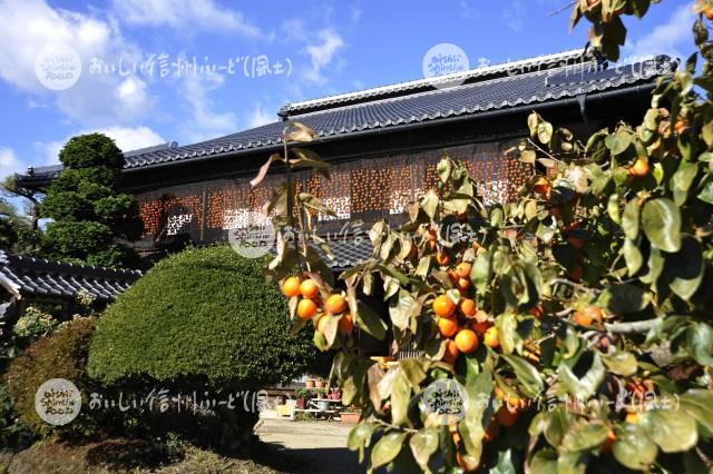 干柿【市田柿】（風景）