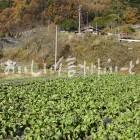 細島蕪（圃場）