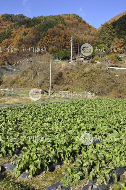 細島蕪（圃場）