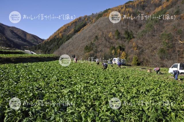 保平蕪（圃場）