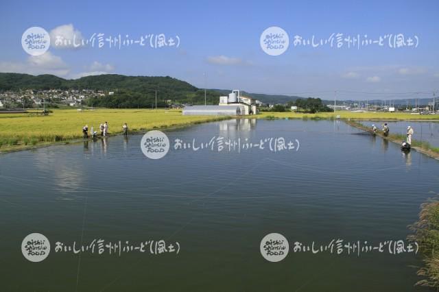 佐久の小鮒（漁風景）